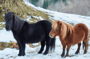 Animales exóticos para cumpleaños infantiles