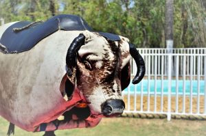 Toro mecánico nuevo divertido